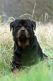 ROTTWEILER 385